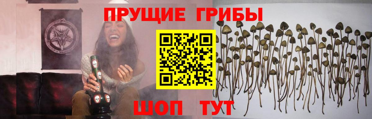 Псилоцибиновые грибы Psilocybine cubensis Торжок